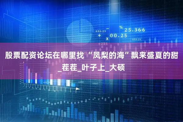 股票配资论坛在哪里找 “凤梨的海”飘来盛夏的甜_茬茬_叶子上_大硕